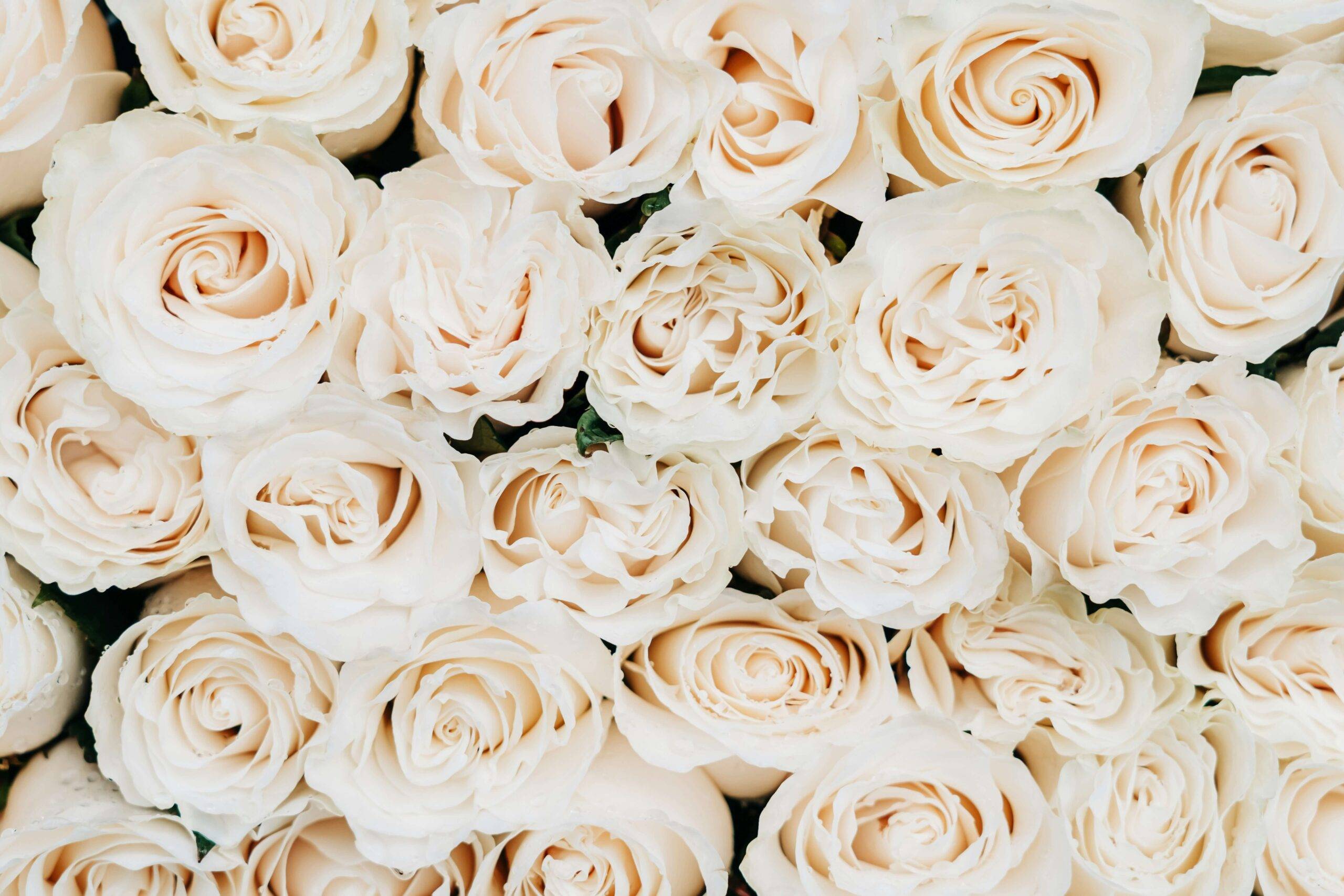 des roses blanche pour représenter la chanson d'enterrement pour maman